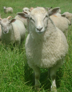un mouton